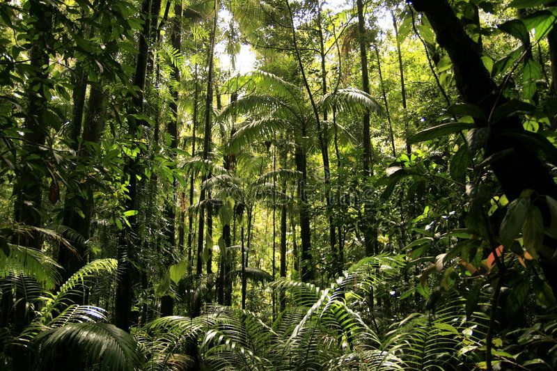 Regenerating Rainforests: Local Communities Bringing Back Lost Paradises