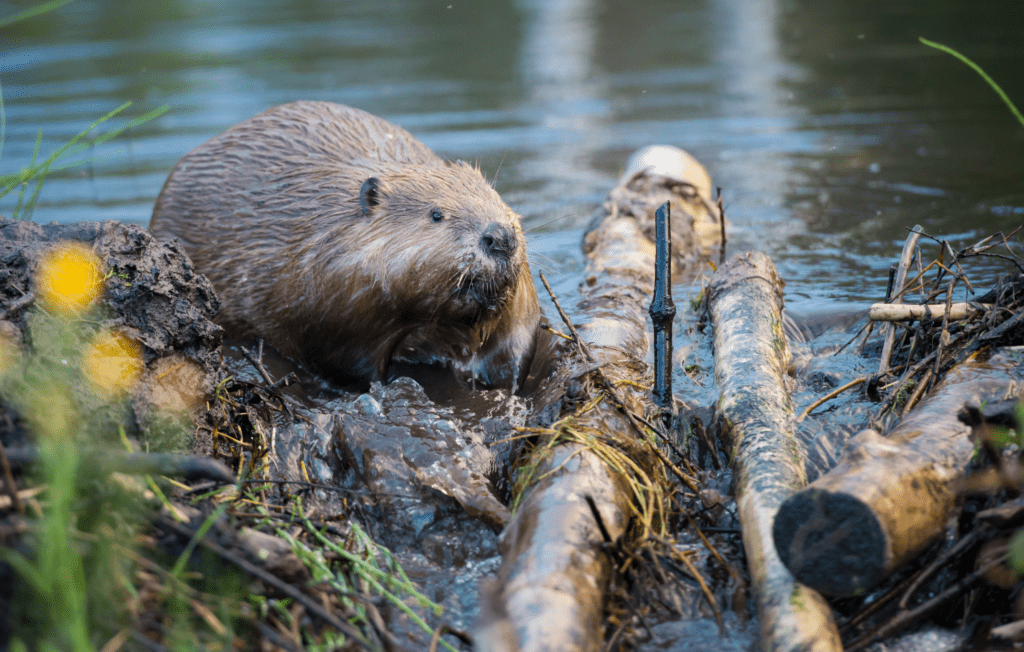 Reviving Rivers: The Ecological Impact of Beaver Dams – Wild Unlimited