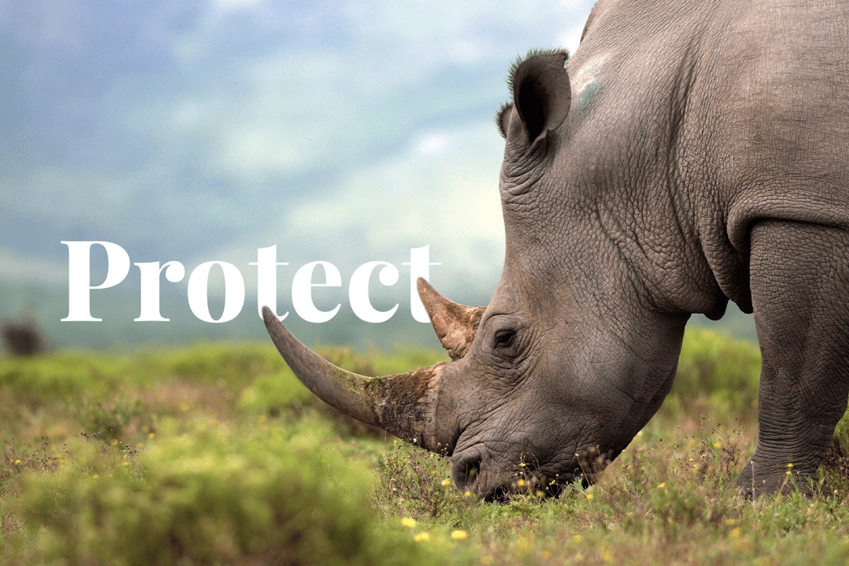 Safeguarding Biodiversity: Strategies for Protecting Endangered Specie ...