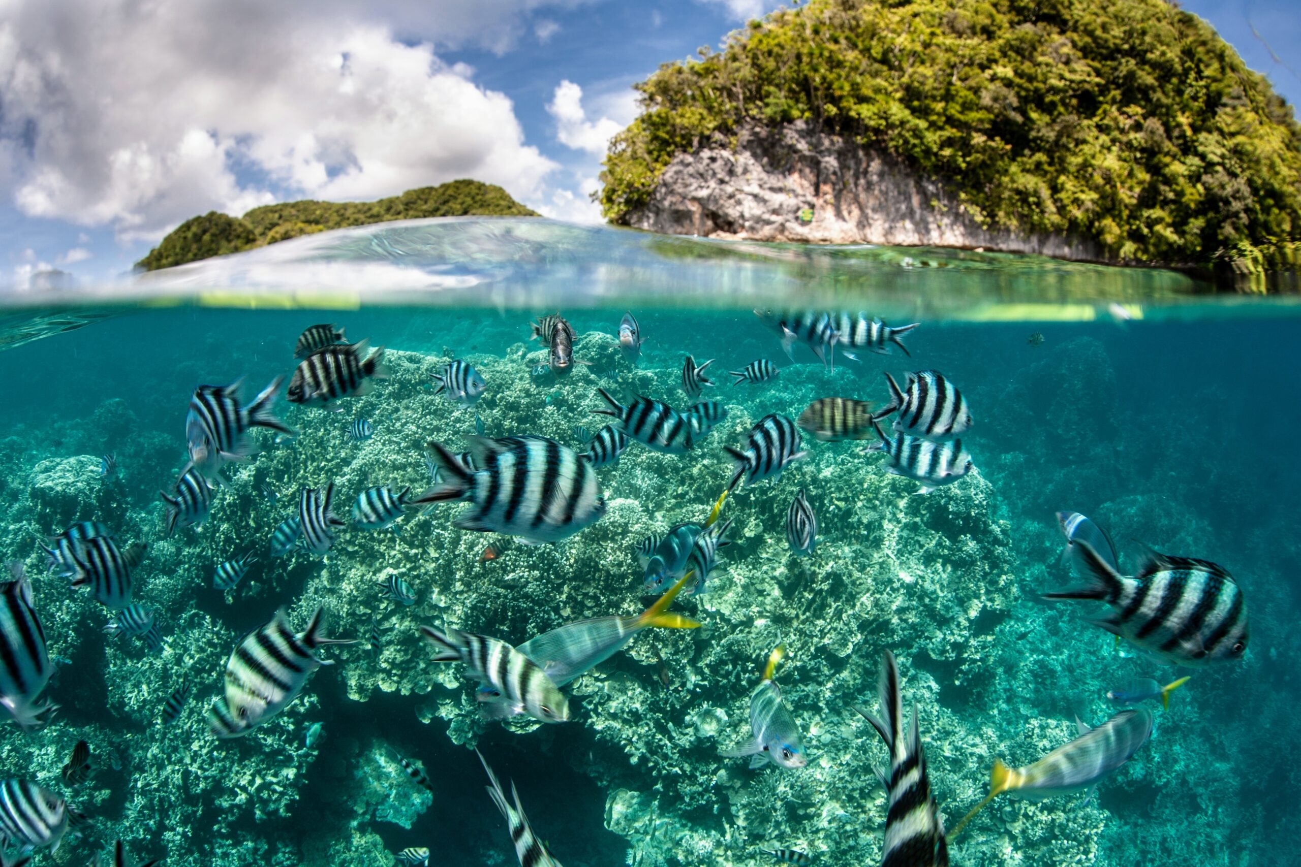 The Silent Killer: How Ocean Acidification Threatens Marine Life