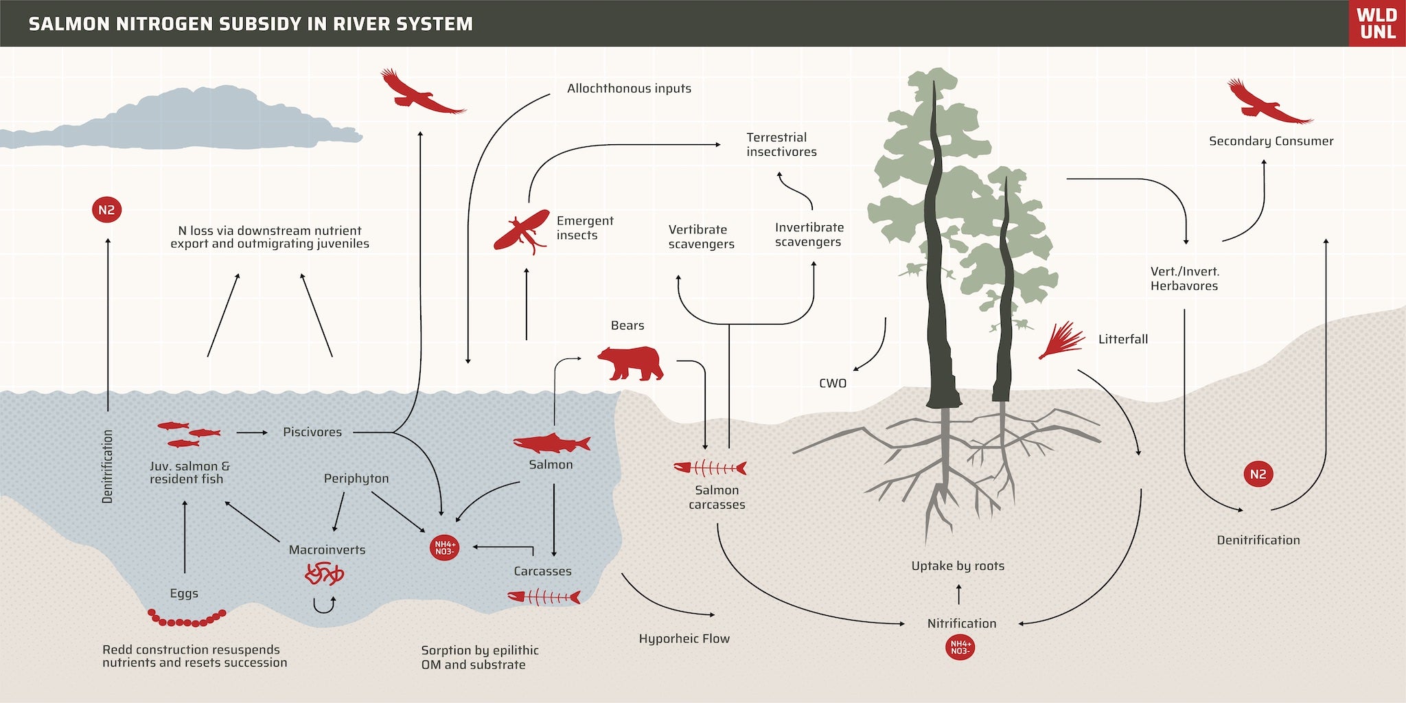 Salmon Nitrogen Subsidy in River System Graphic