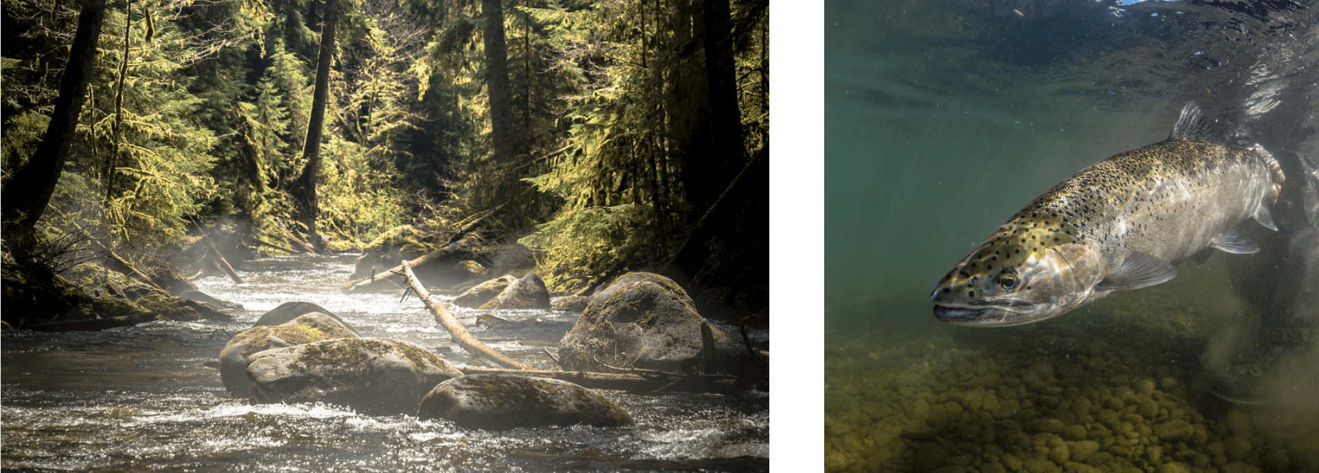 a river picture next to a picture of a fish