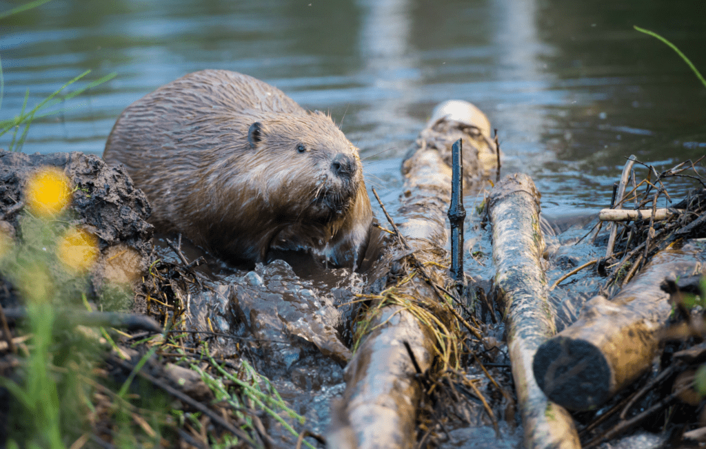 Reviving Rivers: The Ecological Impact of Beaver Dams