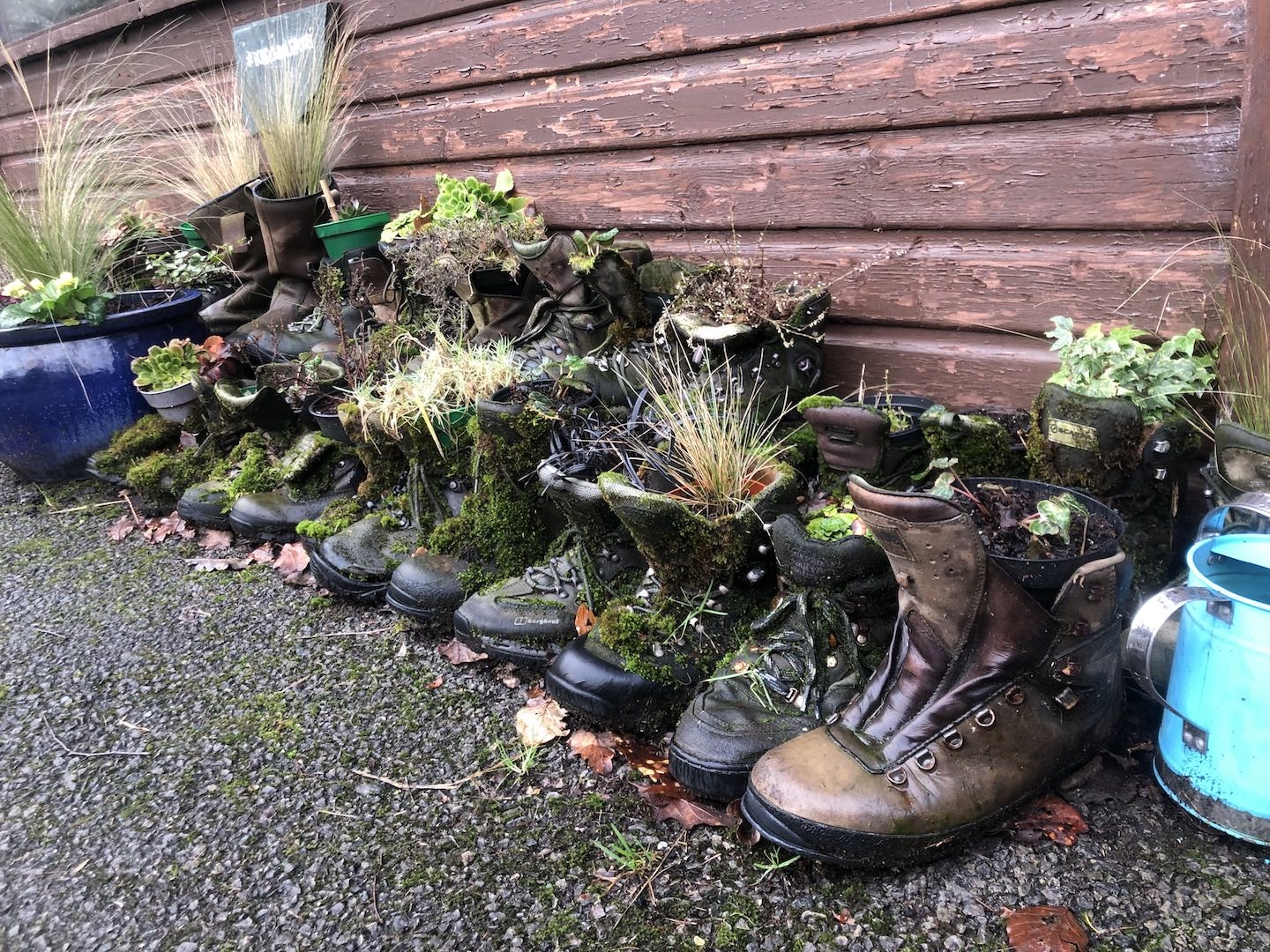 Boots with Plants