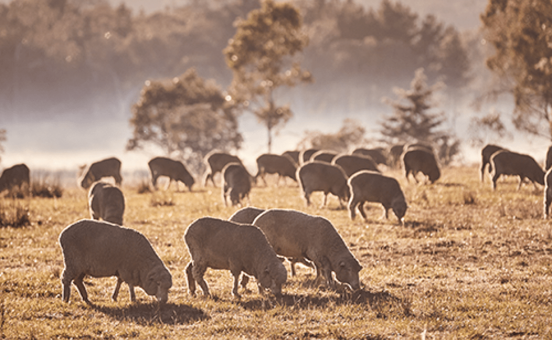 sheeps in open field